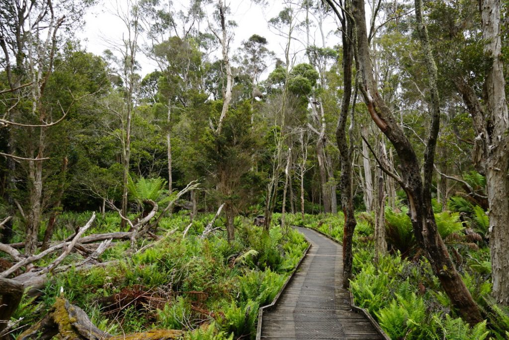 A boardwalk through a rainforest with green ferns on the ground and beech trees above.