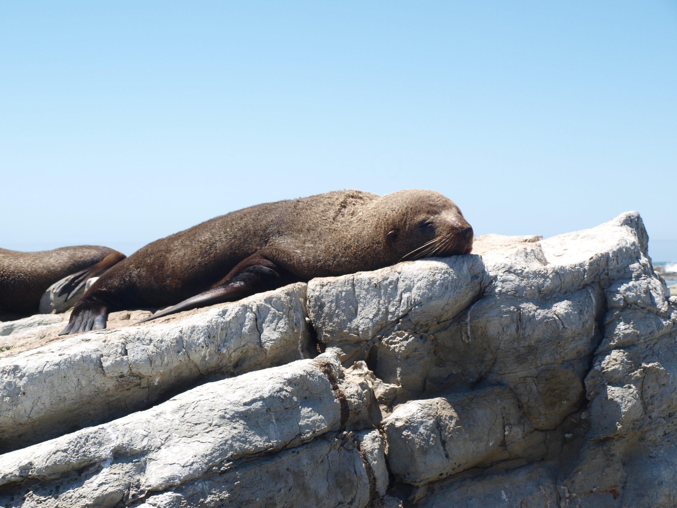 A fur seal sunbathing on top of grey rocks.