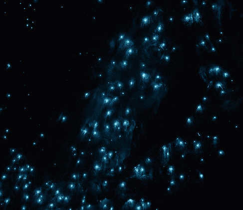 Blue glow worms on the roof inside a dark cave.