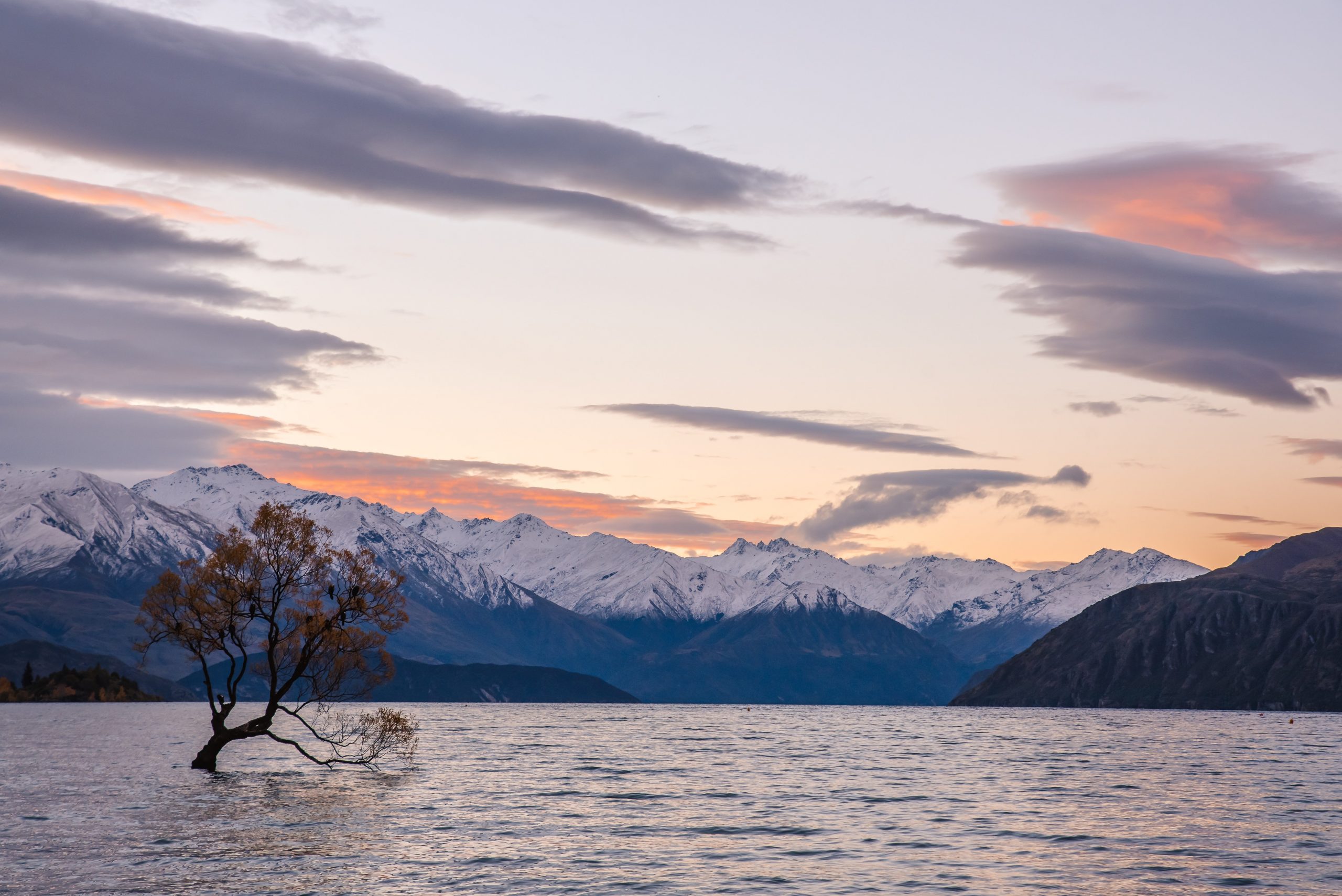 A tree with yellow leaves in the middle of a lake with snow-capped mountains in the distance.