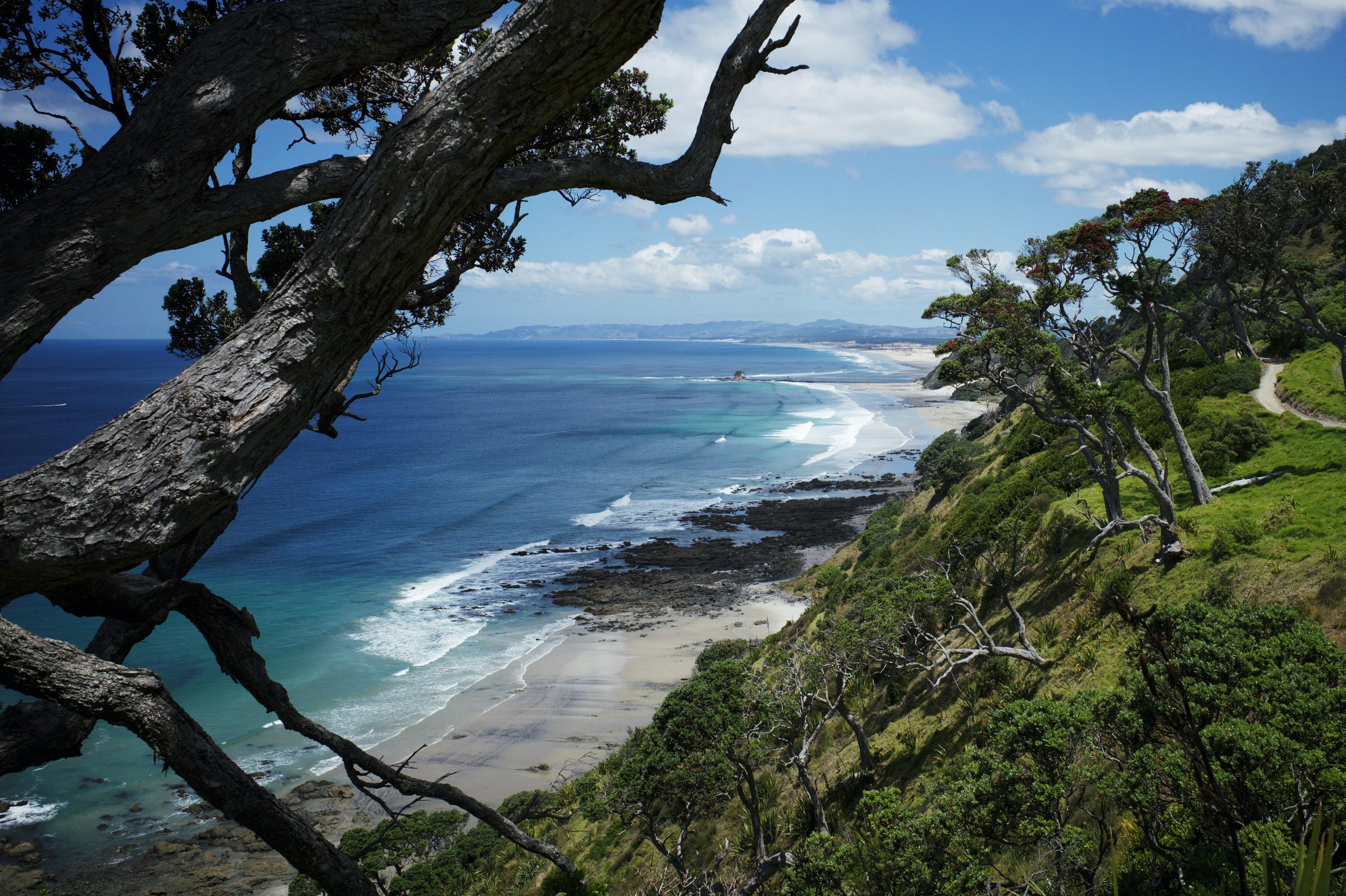 The view of a beach with gentle waves from the top of a grassy cliff with leaning trees.