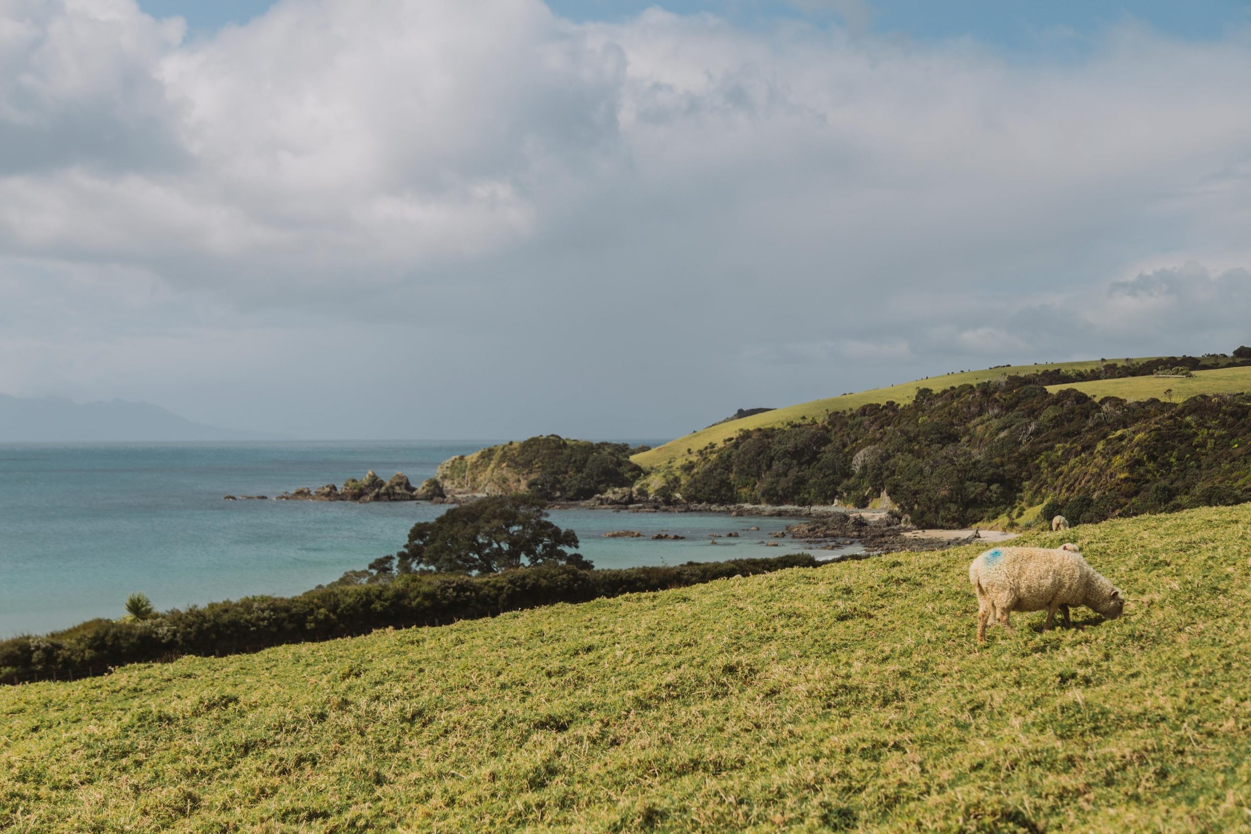 A sheep eating grass on a grassy headland next to the ocean.