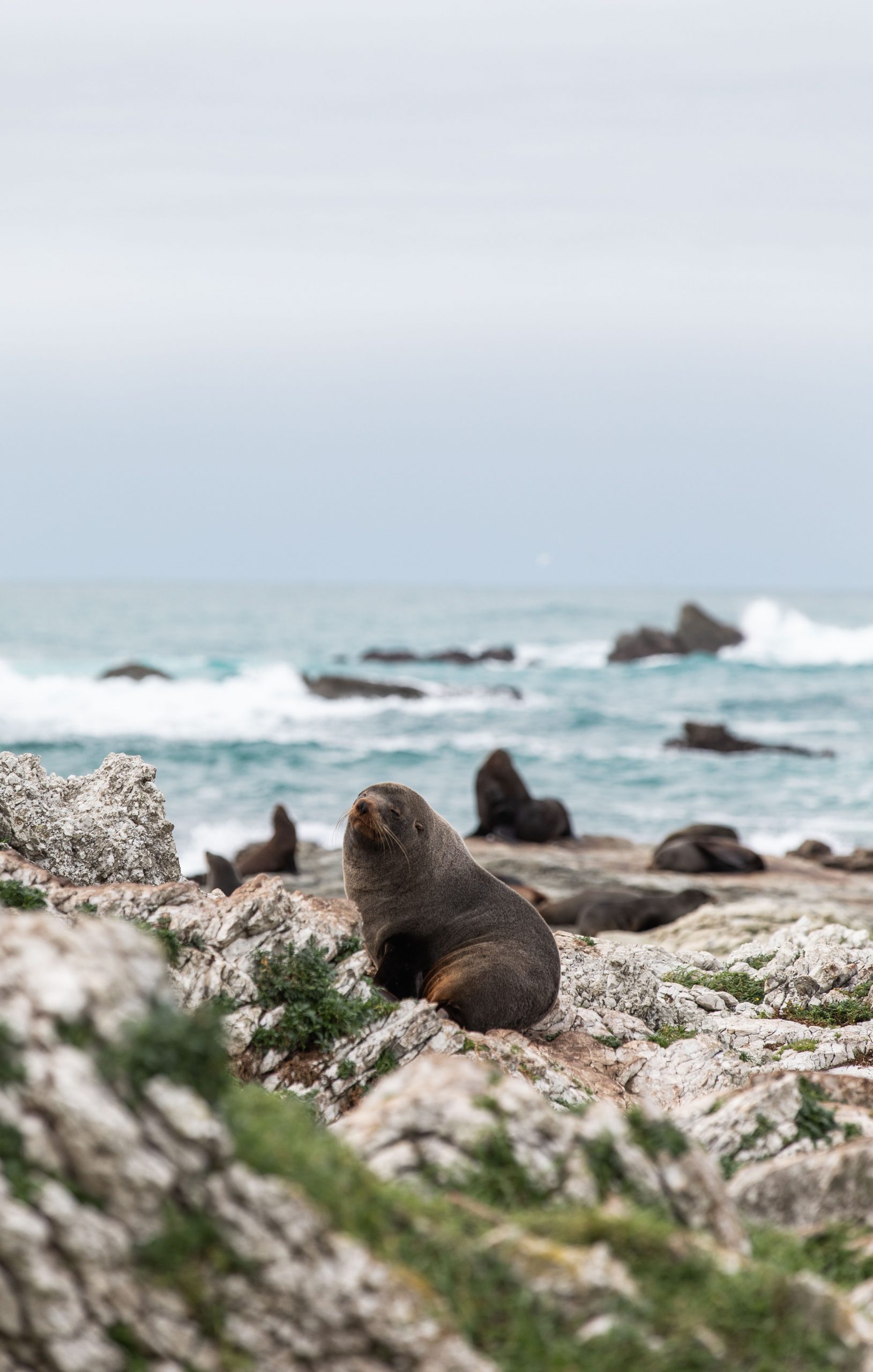 A fur seal looking at the camera perched on some rocks by the crashing waves of the ocean.