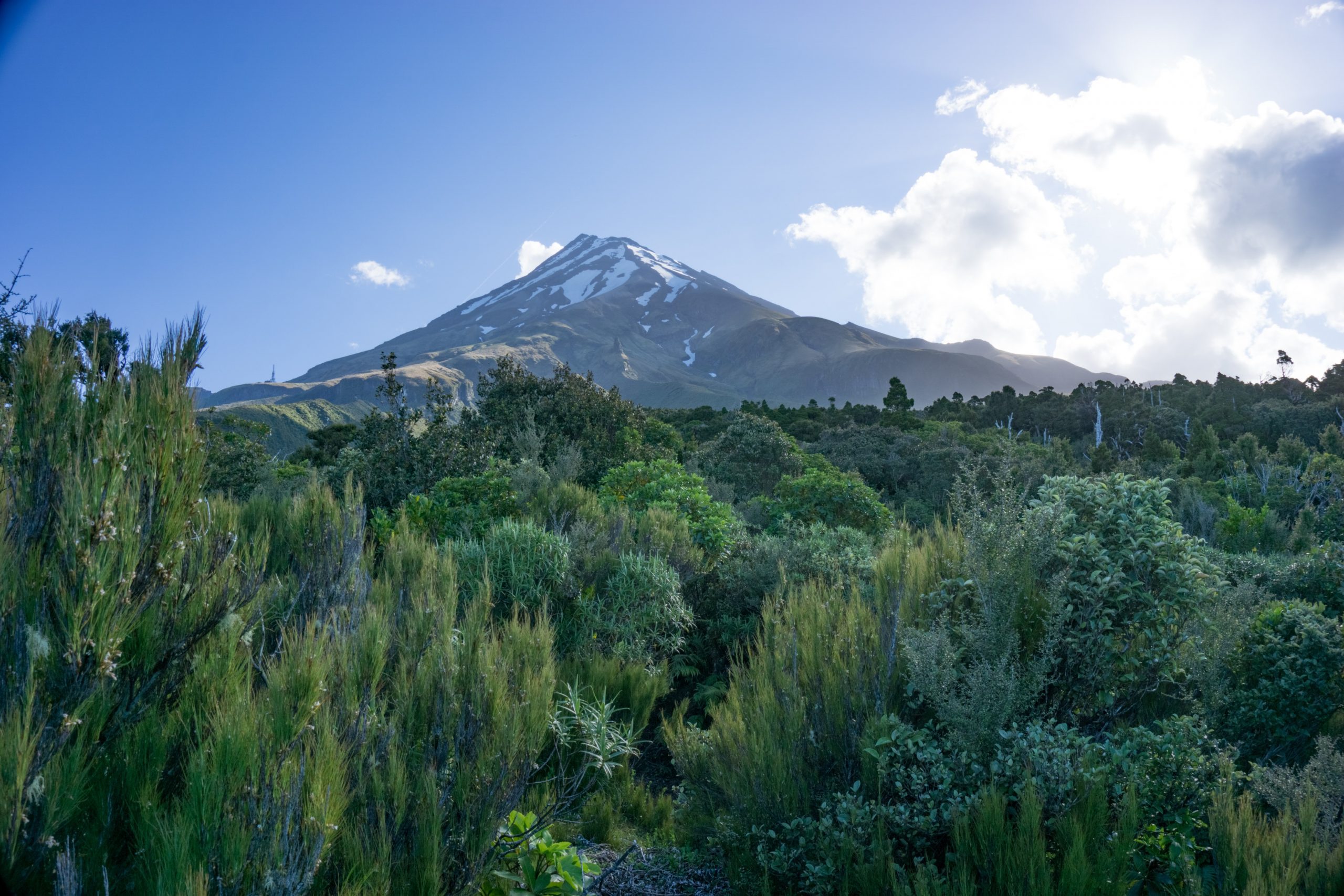 An area of green vegetation with a snow-capped mountain in the backdrop.