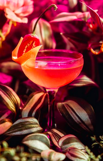 A martini glass amongst foliage filled with a pink liquid, an orange peel and a red chilli cut in half.