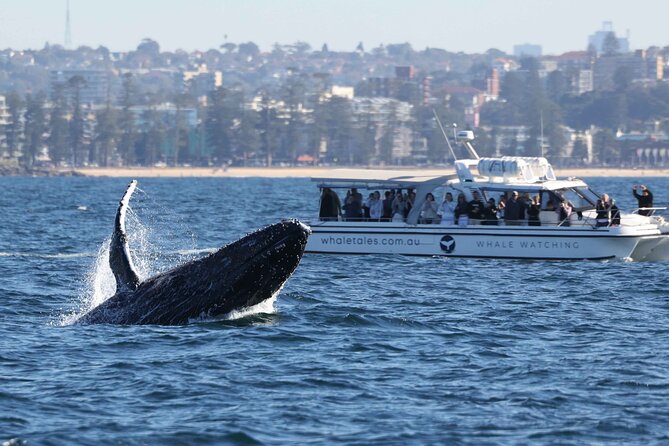 a whale breaching on a boat trip from Sydney