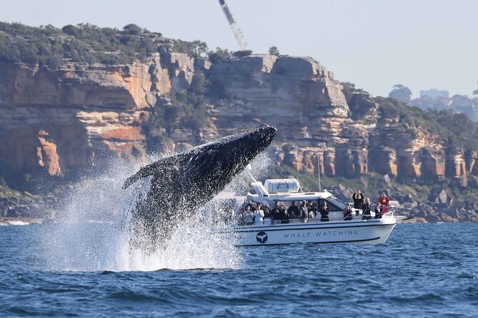Whale watching boat trip from Sydney